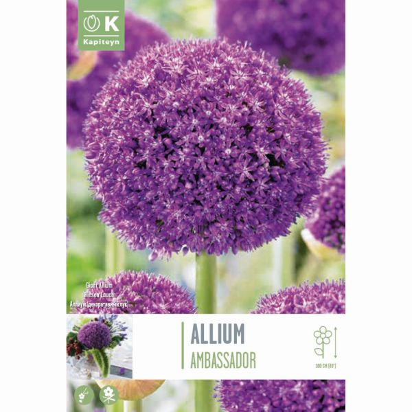 Allium Giganteum Ambassador - 1 Bulb